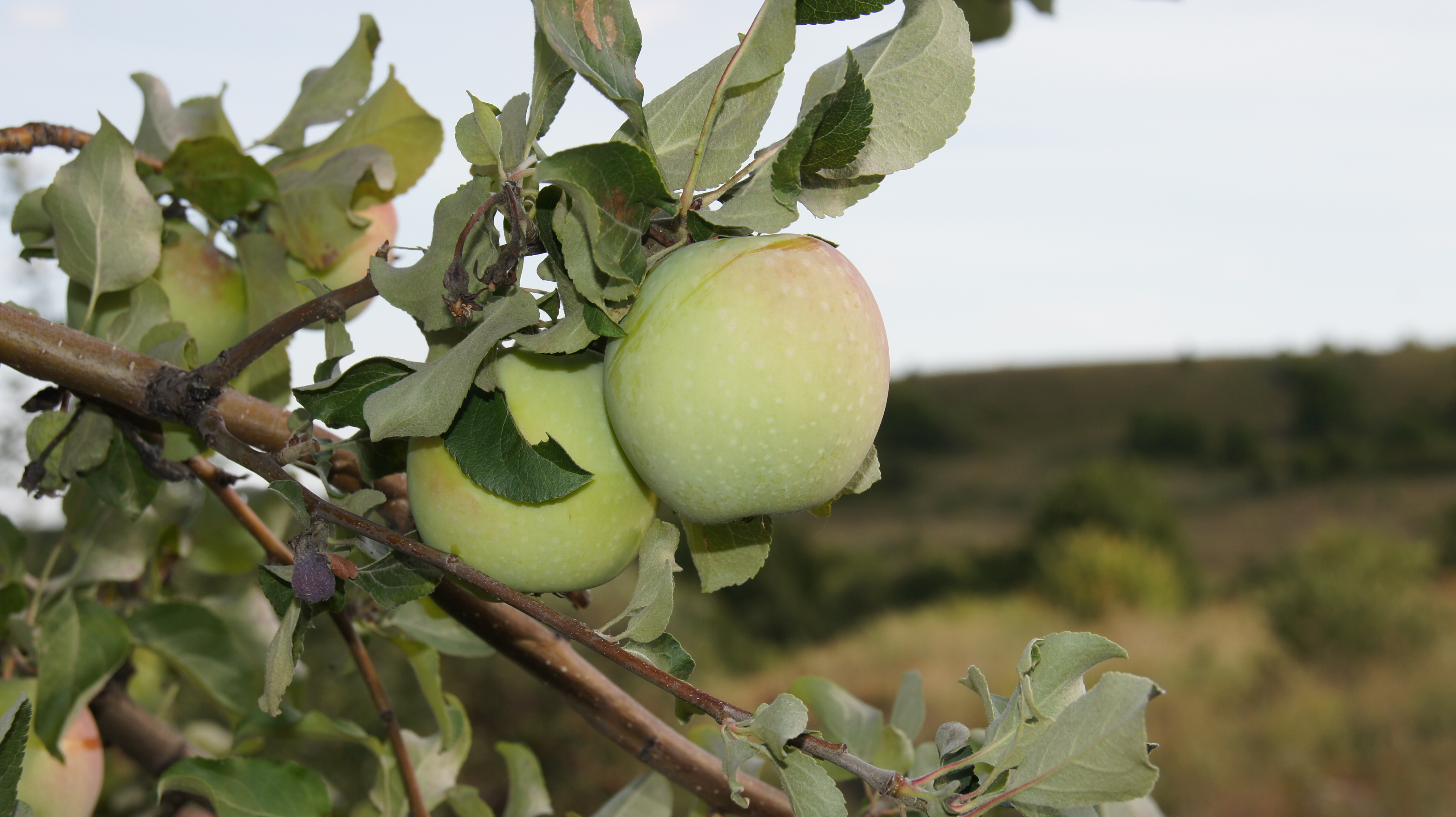 Хвалынск сады яблоки