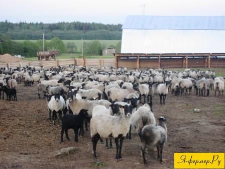 Система ветеринарных мероприятий при разведении овец, на фото овцы романовской породы