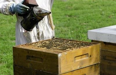 Исправление пчелиных семей после зимовки. Работы на пасеке весной