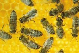 Племенная работа на пасеке, метод двойной замены маток, чистопородность пчёл