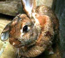 чёрно-бурая порода кроликов фото