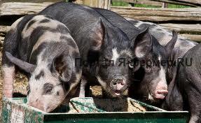 Откорм свиней фото