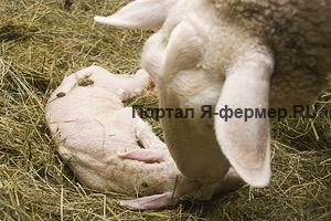 Овцематка чистит нос ягнёнку от плодной оболочки