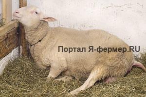 Схватки у овцы
