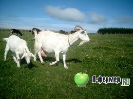 Календарь беременности козы