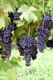 Вырастить виноград в домашних условиях. Как вырастить дома саженцы винограда для весенней высадки