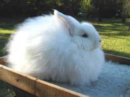 Ангорская пуховая порода кроликов. Пуховые породы кроликов.