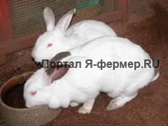Кролики мясной породы, фото