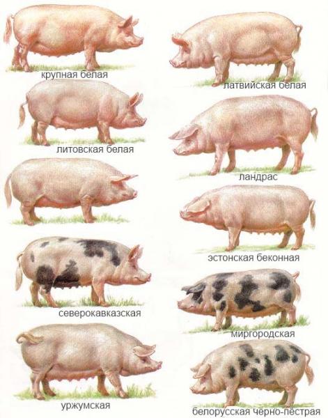 породы свиней универсального направления