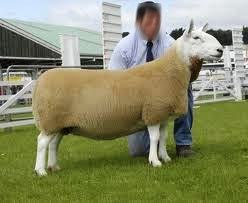 выбор овцы для разведения