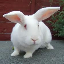 порода кроликов Белый великан фото
