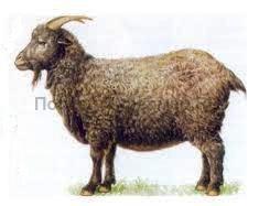 коза придонской породы, рисунок