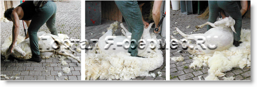 профессиональная стрижка овец, четвёртый этап