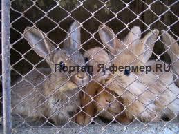 Кролики в клетке фото