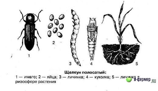 Щелкун полосатый - сельскохозяйственный вредитель