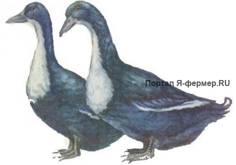 Чёрные белогрудые утки рисунок