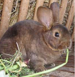 Кролик породы Советский мародёр, фото