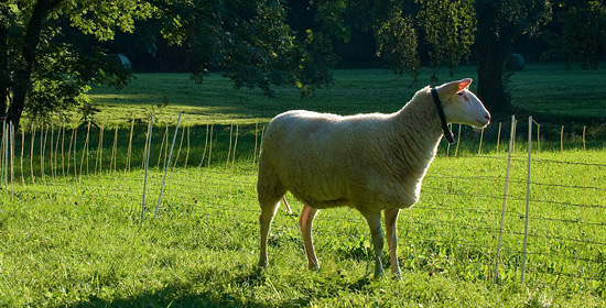 трава в питании овец