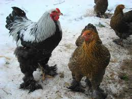курица и петух породы Виандот, фото
