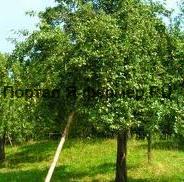 Защита плодовых деревьев от вредителей и болезней