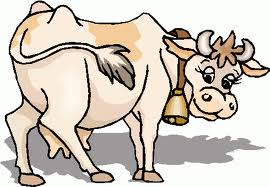 Кормление и содержание стельной коровы