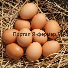 куриные яйца фото