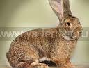фламандские кролики, кролики фландры, кролики, разведение кроликов