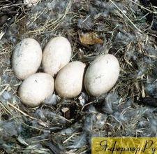 гусиные яйца в гнезде, фото