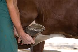 Обработка копыт у коровы. Профилактика травматизма конечностей и копыт.