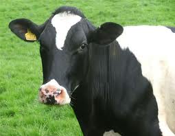 Молочная корова. Об особенностях молочной коровы.