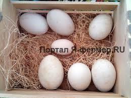 Гусиные яйца, фото. Инкубация гусиных яиц.