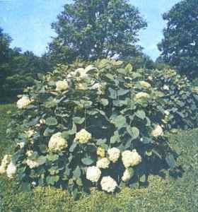 Гортензия серая садовая, фото