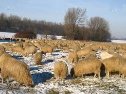 Овцы на зимнем пастбище. Зимовье овец. Зимовка овец