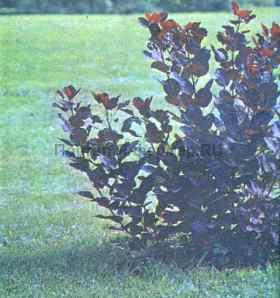 Красная садовая форма скумпии, фото