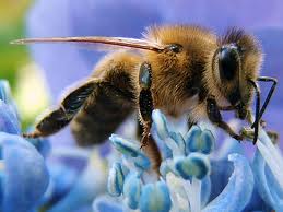 медоносная база для пчёл