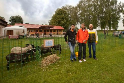 Романовские овцы из Республики Сербской