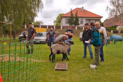 Овцы романовской породы в Сербии