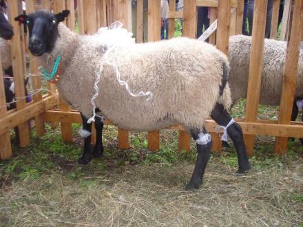 Романовская овца в Сербии