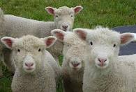 Инфекционная агалактия овец и коз - контагиозное заболевание