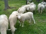 выявление половой охоты у овец