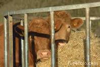 Системы и способы содержания коров.