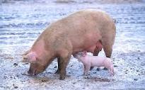 Физиология полового цикла свиноматки