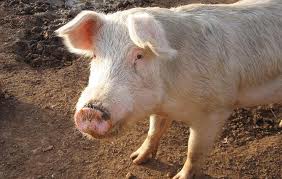 Мероприятия по подготовке свиноматки к опоросу