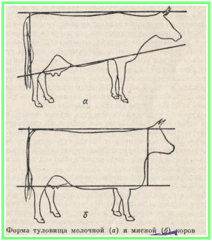 выбор коровы