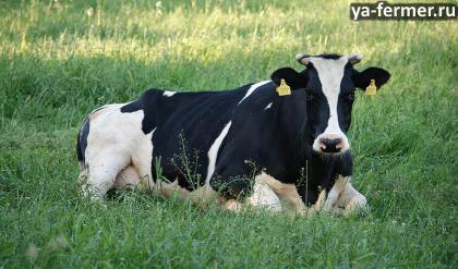 Как запустить желудок у коровы?
