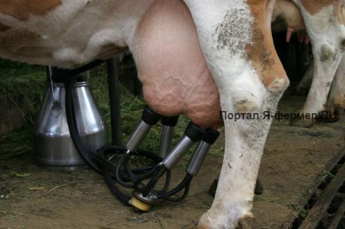 доение коровы фото