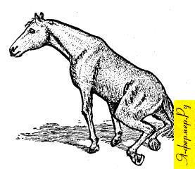 Паралич крестца при паралитической миогемоглобинурии у лошадей
