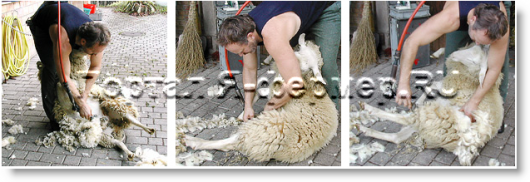 профессиональная стрижка овец, первый этап