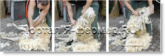 профессиональная стрижка овец, второй этап