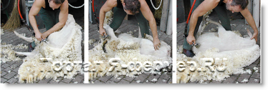 профессиональная стрижка овец, третий этап